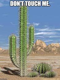 And i should get used to it since i expect to be this tired for the next oh five years or so. Cactus Imgflip