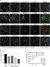 Hsv 1 Glycoproteins Are Delivered To Virus Assembly Sites Through Dynamin Dependent Endocytosis Albecka 2016 Traffic Wiley Online Library