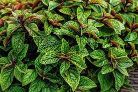 Image result for foto moud Forsterův