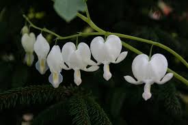 Image result for Dicentra spectabilis alba
