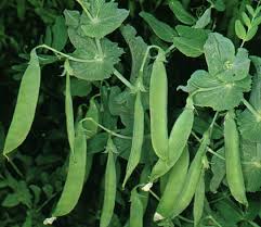 Image result for Pisum sativum