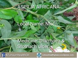 Image result for Aspilia africana