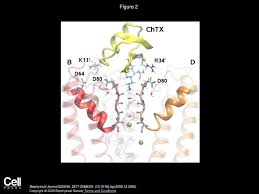 Mechanism and Energetics of Charybdotoxin Unbinding from a Potassium  Channel from Molecular Dynamics Simulations Po-chia Chen, Serdar Kuyucak  Biophysical. - ppt download