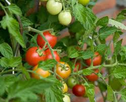 We did not find results for: Growing Tomatoes In A Greenhouse Greenhouse Stores
