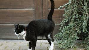 In the neutered population it is estimated that 10% of males and 5% of females engage in urine spraying. Do Male Cats Spray After Being Neutered Cease Cat Spraying