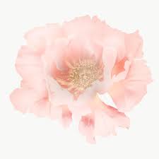 Pink Peony Vintage Illustration Transparent Png Artwork Remix From Original Photography Prem In 2020 Flower Illustration Vintage Illustration Illustration Wall Art