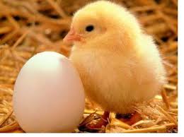 when your mother was born she was already carrying the egg that would become you baby chickens baby chicks chickens