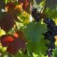 Mt Hood Resort: Wine and Arts Festival event in Welches, OR