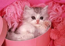 Résultat de recherche d'images pour "gif chat soir"