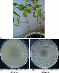 Image result for Rhizobium radiobacter, syn. Agrobacterium tumefaciens