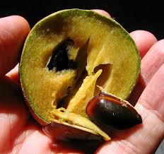 Image result for Manilkara koechlinii