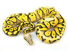Super Pastel Desert Ghost Female Ball Python Morphs Ball Python Python