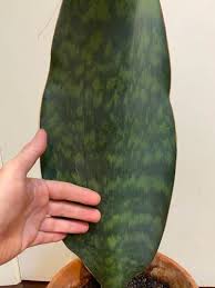 We have locally grown whale fin sansevieria in stock! Whale Fin Snake Plant Top Sansevieria Masoniana Care Tips