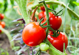 The best plants for a grow bag have shallow roots and will not grow too tall, such as peppers, lettuce, carrots, herbs, and flowers. Growing Tomatoes In Grow Bags Squire S Garden Centres