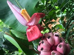 Image result for Musa ornata