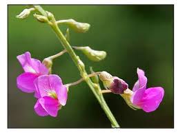 Image result for Tephrosia paniculata