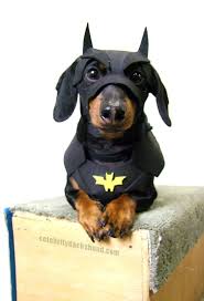 pin em pets nerd geek
