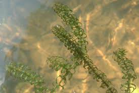 Image result for Lagarosiphon major