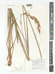 Image result for Tristachya lualabaensis