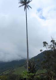 The ceroxylon quindiuense, which is a distinct species of palm tree, was declared colombia's national tree in 1985. Wax Palms Travel Well Fly Safe