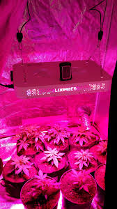 Bloombeast a520 led grow light produces over 20% higher quantity yields than other grow lights. 00seeds Auto Chocolate Skunk Grow Journal Week4 By Mitchell Grows Ganja Growdiaries