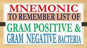 Mnemonic To Remember List Of Gram Ve And Gram Ve Bacteria At Your Tip Of Tongue
