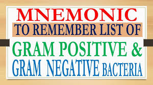 mnemonic to remember list of gram ve and gram ve bacteria at your tip of tongue