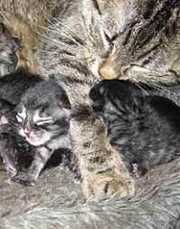 Tierbabys Wenn Die Katze Junge Bekommt