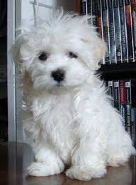 how do it on twitter cute dogs puppies maltipoo
