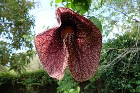 Image result for Aristolochia