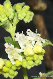 Image result for Mesosphaerum pectinatum