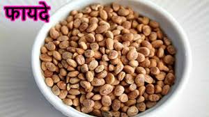Eleven shocking facts about long khane ke fayde in hindi. Chironji Wholesale Price Mandi Rate For Buchanania Lanzan