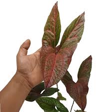 Image result for Pilea johnstonii