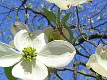 When using any magickal tool, and for whatever purpose, remember that the wood itself has properties of its own that can aid you! Cornus Wikipedia