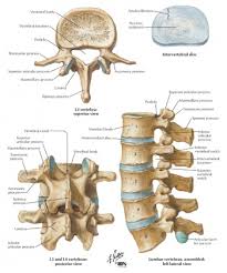 An interesting anatomical fact is that almost all mammals have seven cervical vertebrae, regardless of body size. Lumbar Vertebrae Physiopedia
