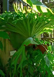Image result for Platysepalum