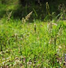 Image result for Anthoxanthum nivale