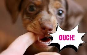 A dog that bites a person is typically quarantined for a minimum of 10 days, he said. What Should I Do If My Dog Bites Someone