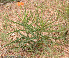 Image result for Tricliceras mossambicense