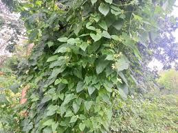 Image result for Pentarrhinum