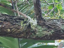 Image result for Mystacidium venosum