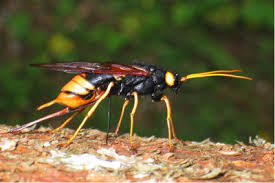 Woodworm Identification 11 Types Of Wood Boring Insect Wood Wasp Insects Woodworm Treatment