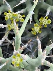 Image result for Eriocephalus luederitzianus