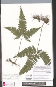 Image result for Triplophyllum