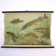 Antique Fish Vintage School Chart Pike By