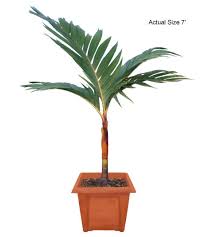 The fruit palm tree offered on the site are extremely durable and available in numerous varieties. Orange Crownshaft Palm Tree Orange Palm Areca Vestiaria