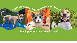 Vaccinations clinic in cincinnati, oh. Sicsa Pet Adoption And Wellness Center Home Facebook