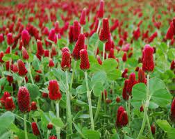 Sementara batu flower garden dikelola dibawah naungan pt bersatu fenzen femilang. Daftar Nama Bunga Gambar Bunga Cantik Indah Unik Dan Langka Lengkap Dengan Penjelasannya Kumpulan M Crimson Clover Clover Flower Vegetable Garden Planner