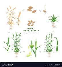 Wheat Growing Stages Life Cycle Wheat Plant