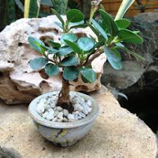 Image result for Grewia microcarpa